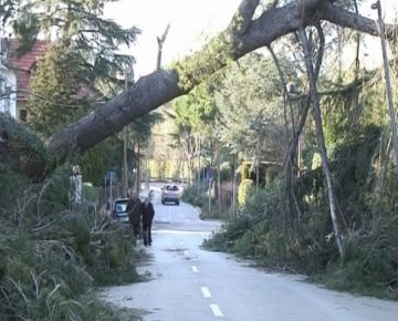 La ventada va deixar 60.000 arbres caiguts a Sant Cugat