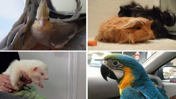 Una mostra dels animals que rescata Birds Friends / Imatge: Birds Friends