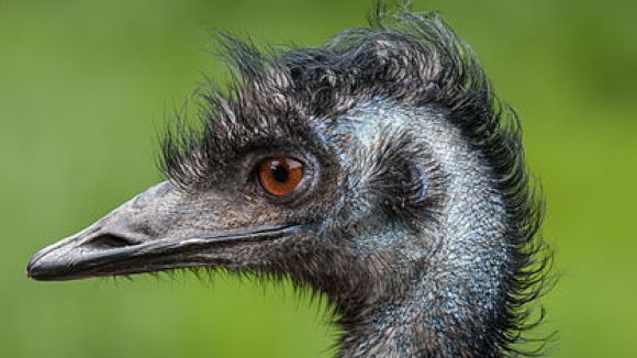 Un exemplar d'emú / Foto: Creative Commons (CC-by)