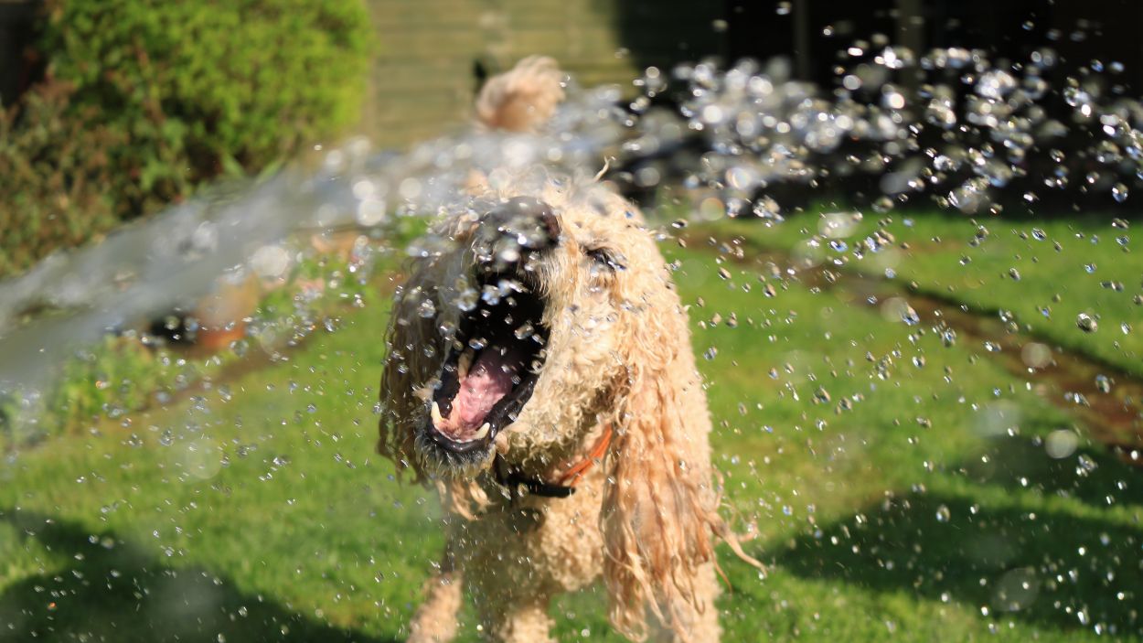 Un gos jugant amb aigua, en una imatge d'arxiu / Foto: Jack Geogheg