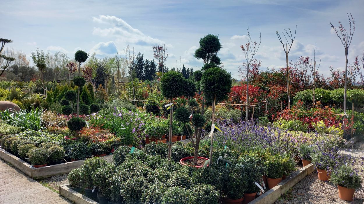 Plantes sostenibles: consells per mantenir un jardí de baix consum