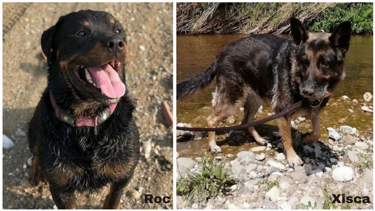 El Roc i la Xisca, dos gossos que busquen famlia d'acollida/Foto: Cau Amic