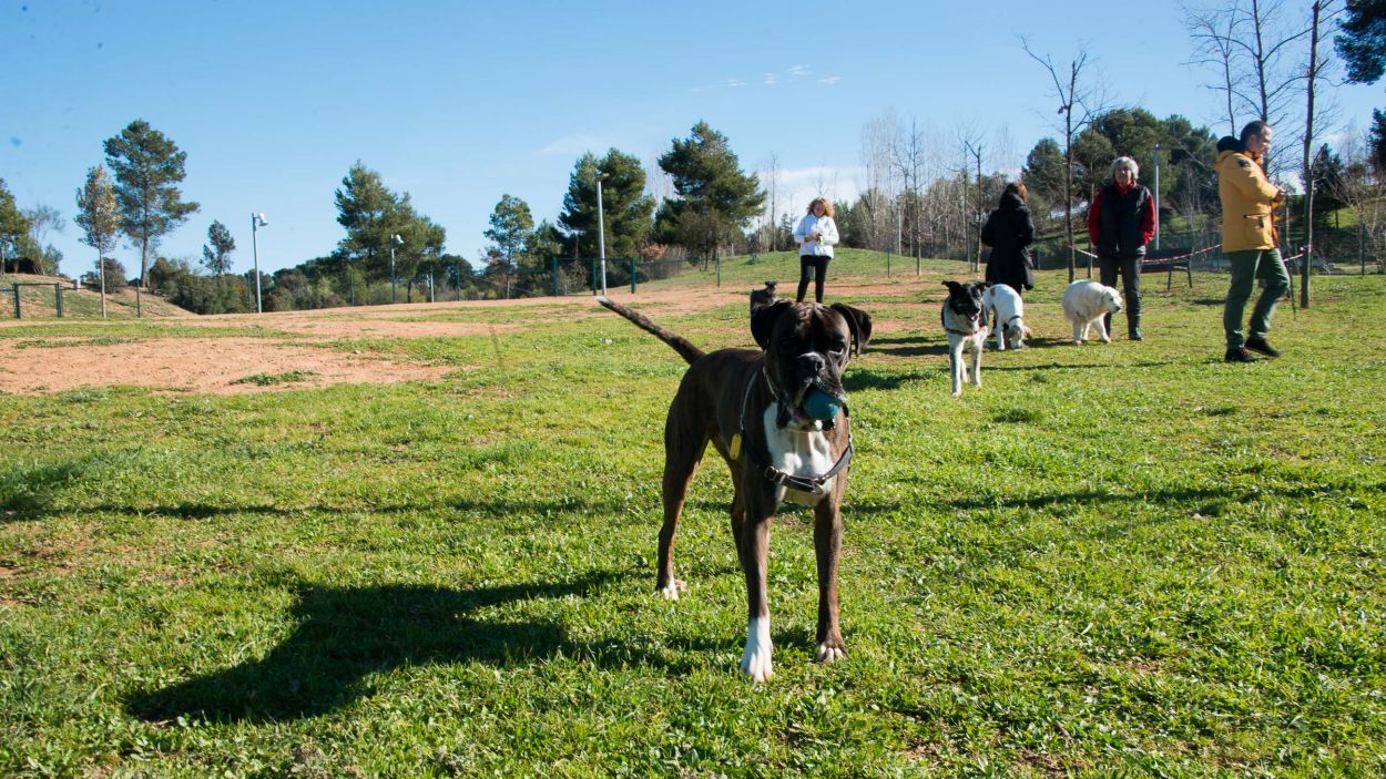 Imatge d'arxiu de gossos al parc del Turó de Can Mates / Foto: Cugat Mèdia