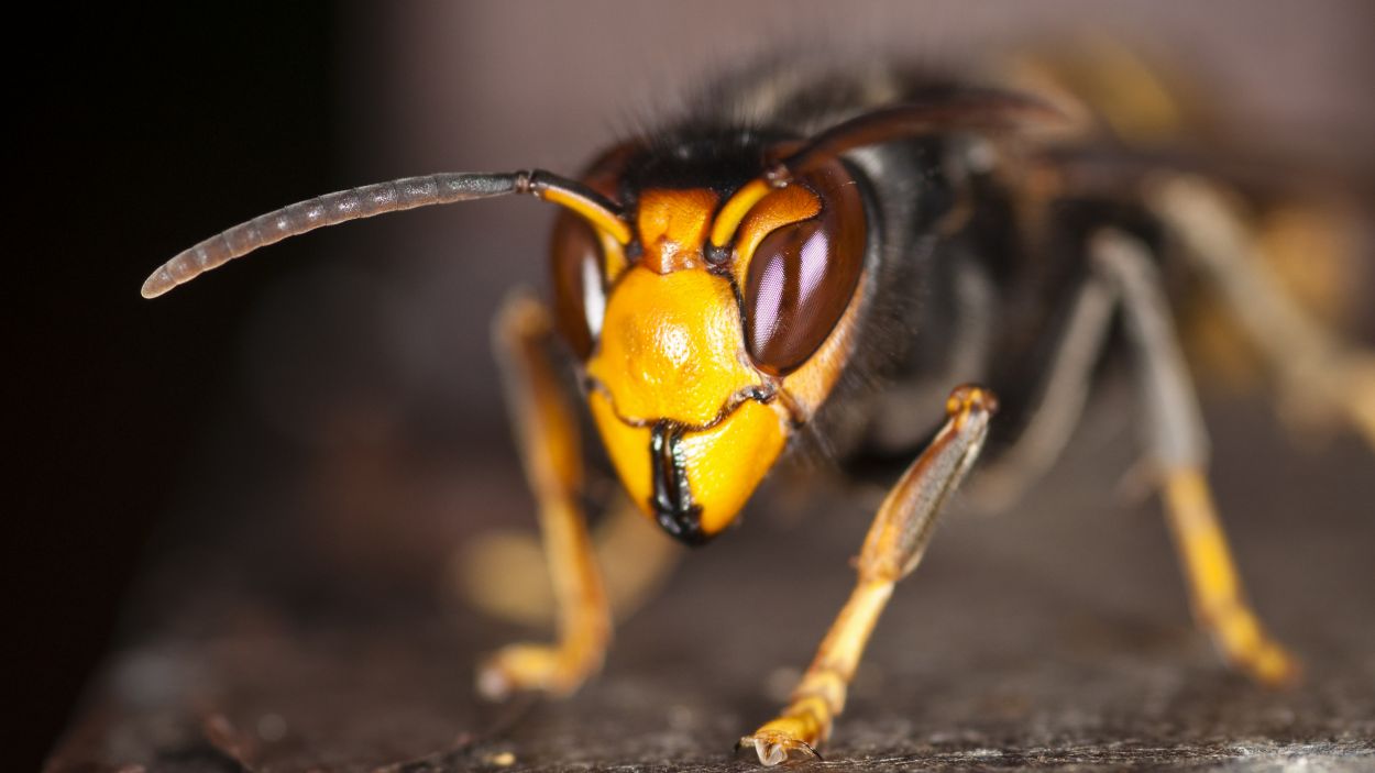 Imatge d'arxiu d'una vespa velutina / Foto: CC