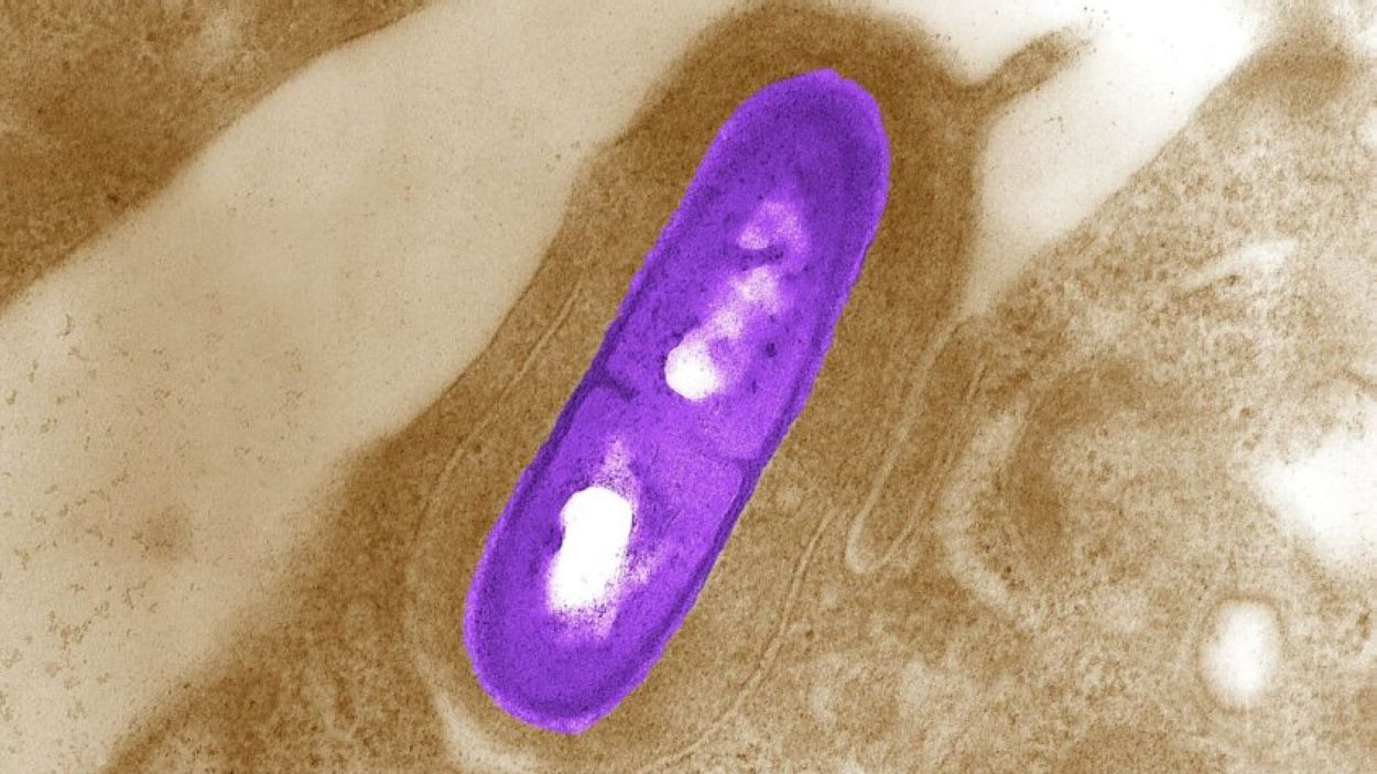 Bacteri de la listeria / Foto: CC0