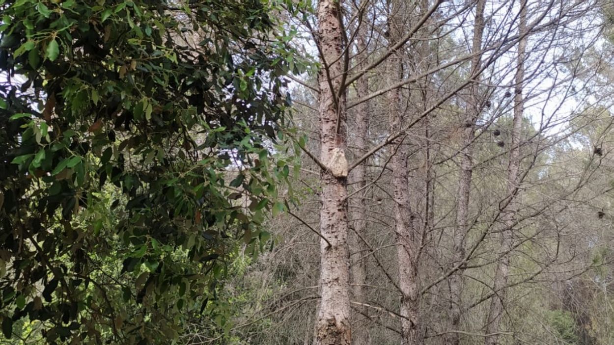 El mussol, fet de fang, al parc del Bosc de Volpelleres