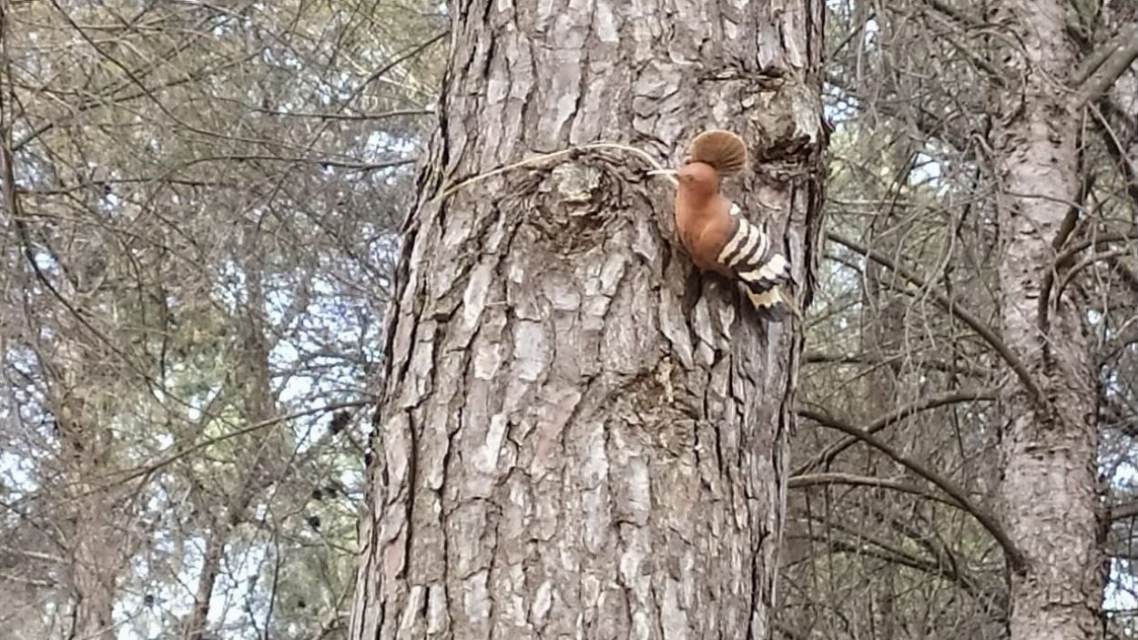 El puput tamb t el seu lloc al bosc