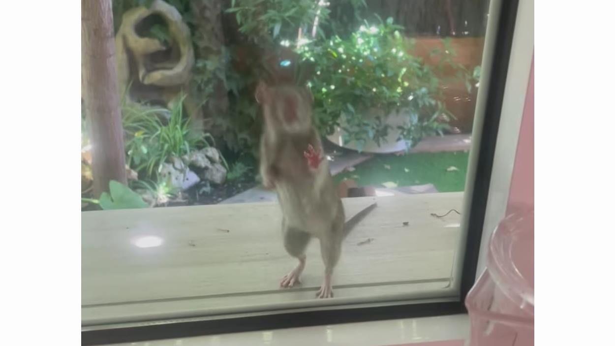 Una imatge del vídeo de la veïna de Sant Francesc que s'ha queixat que ha vist una rata a la seva finestra / Foto: Cedida