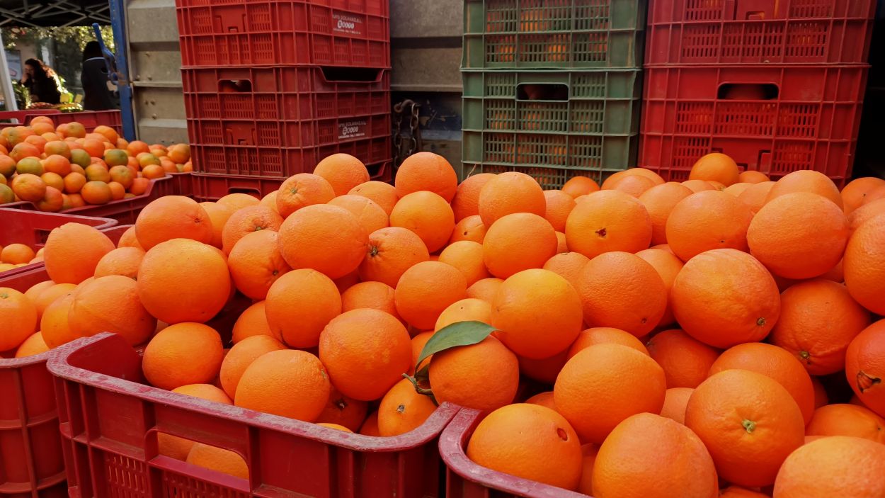 Mandarines i taronges de la paradeta de fruites i verdures Gaspar / Foto: Cugat Mèdia