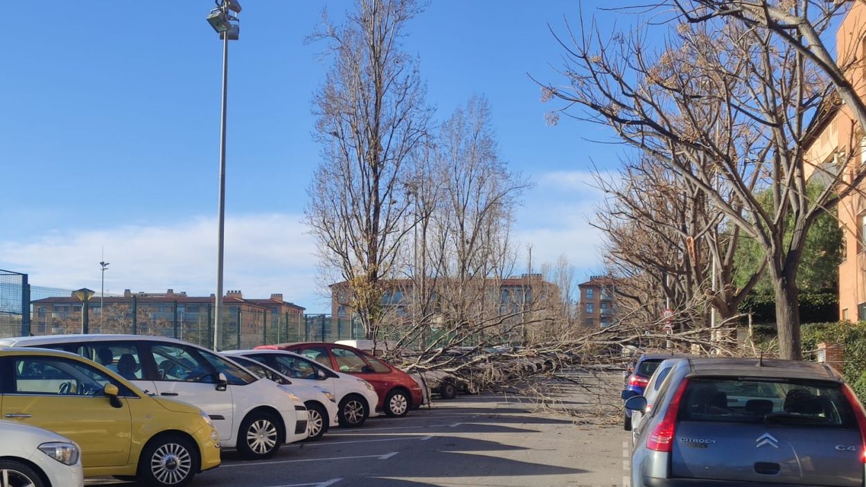 Un arbre caigut a tocar de la ZEM Jaume Tubau