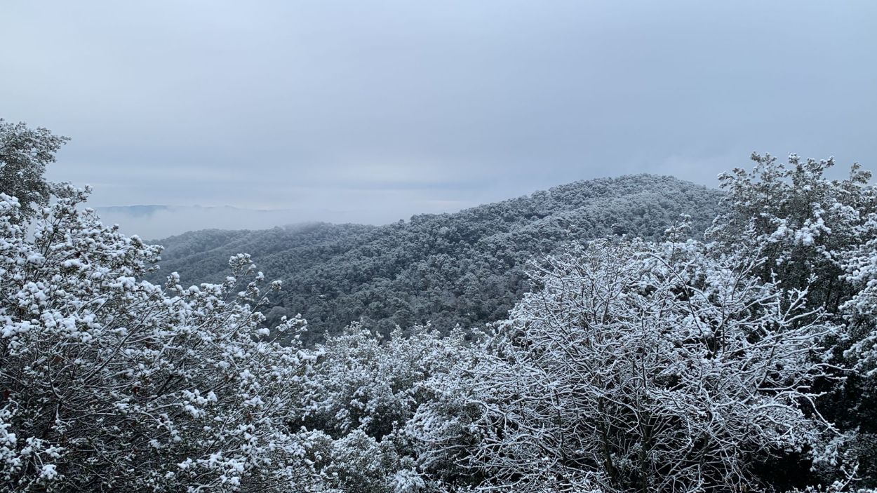 Imatge de la nevada a Collserola