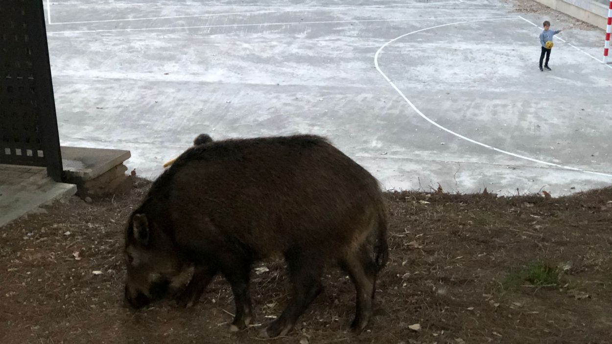 Un porc senglar al parc Central de Sant Cugat / Foto: Cugat Mèdia
