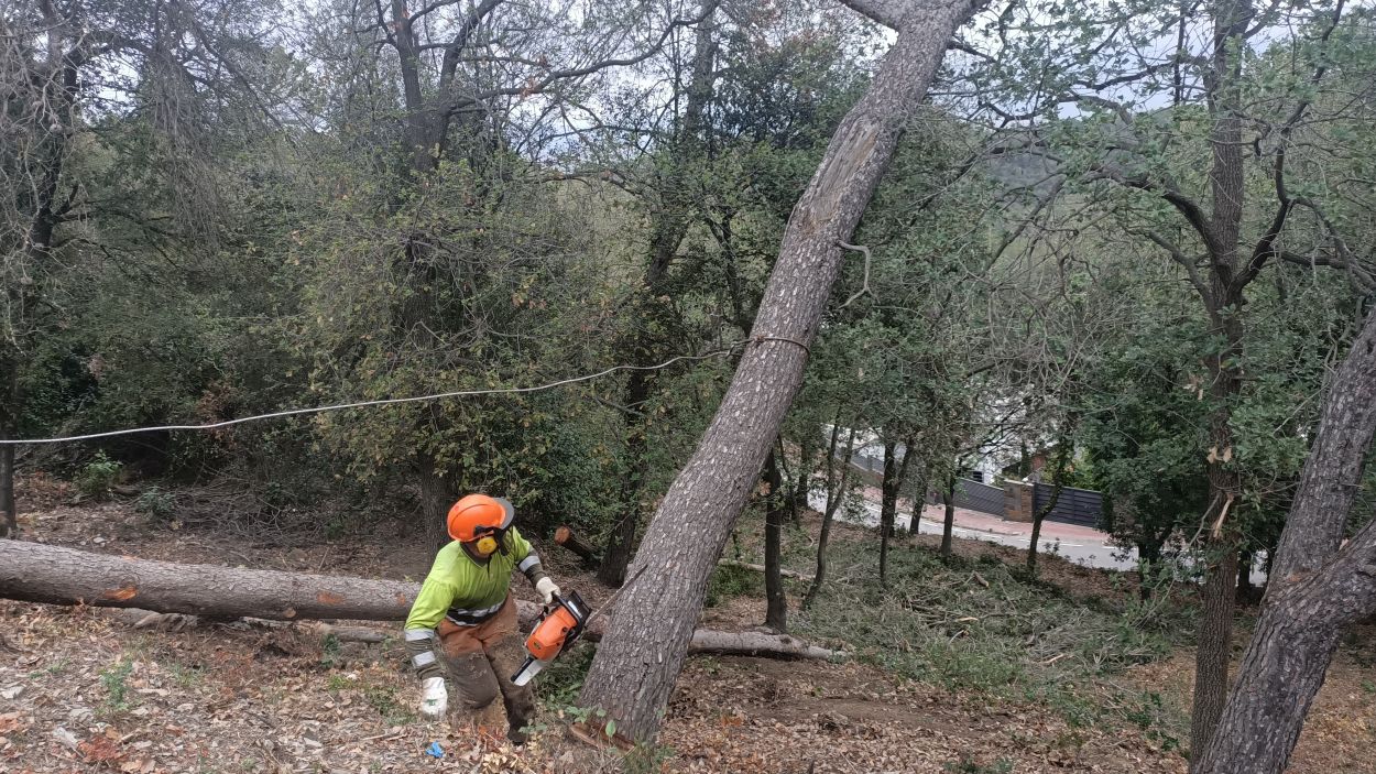 Treballs de tala d'arbres a Can Cortés 