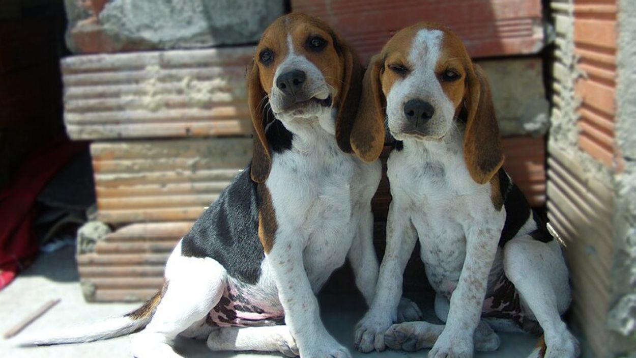 Imatge d'arxiu de dos cadell de beagle / Foto: CC Actorsuarez