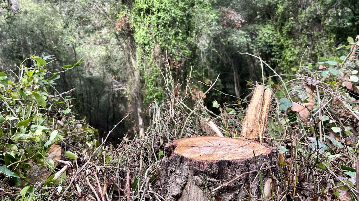 Un arbre tallat a Collserola / Foto: ACN