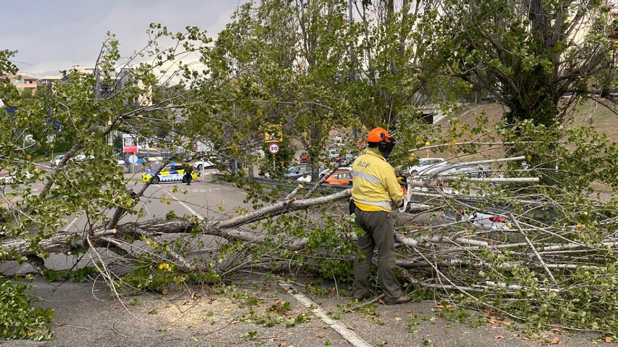 ADF, intervenint en la retirada d'un arbre caigut a l'accés de l'escola Pins des de la Ronda Nord / Foto: Ajuntament