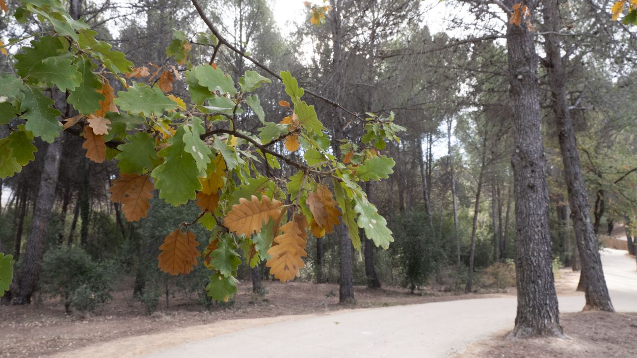 El bosc de Volpelleres / Foto: Lluís Llebot (Cugat Mèdia)