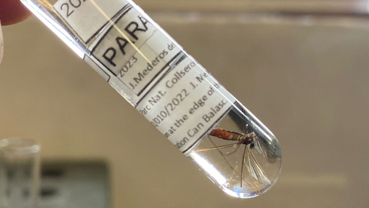 La nova espècie de mosca, la Dicranomyia collserolae / Foto: Jorge Mederos (cedida)