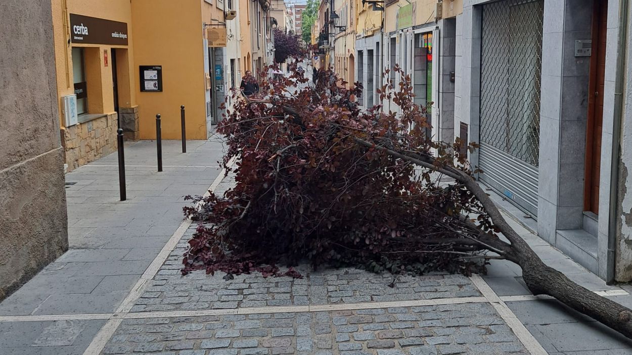 L'arbre caiguat al carrer Xerric / Foto: Cedida