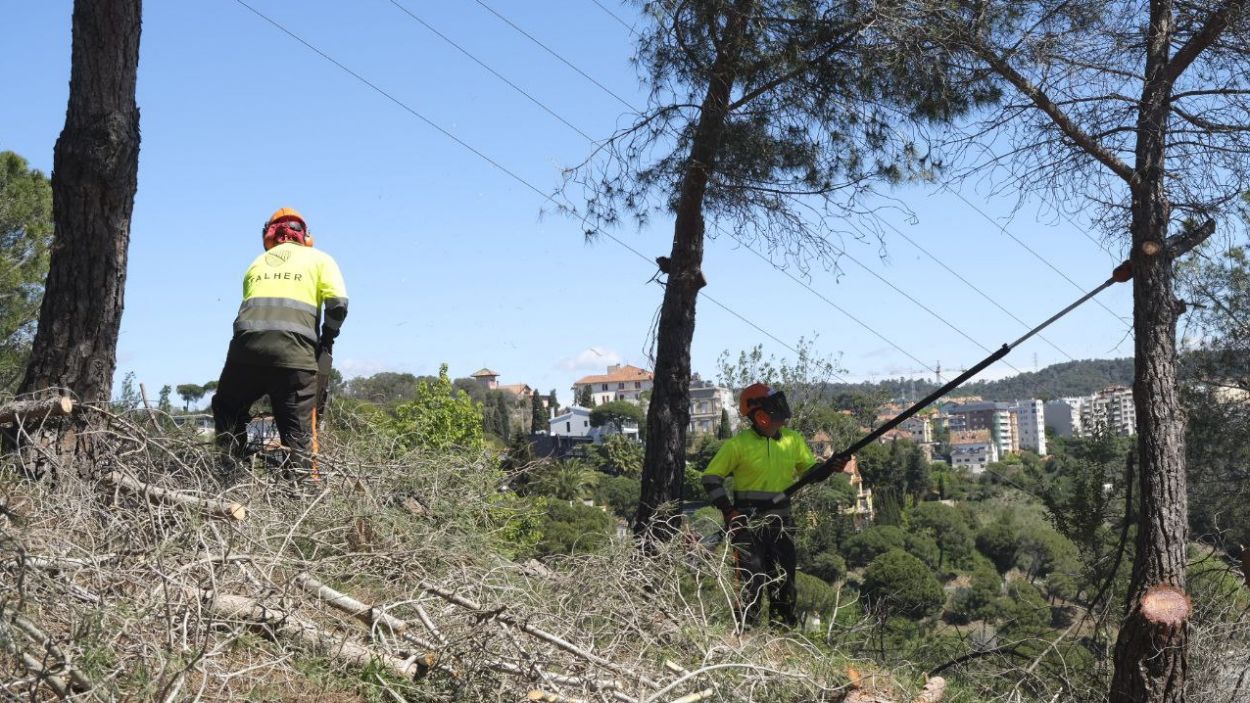 La Generalitat interv en 255 hectrees de Collserola per prevenir grans incendis