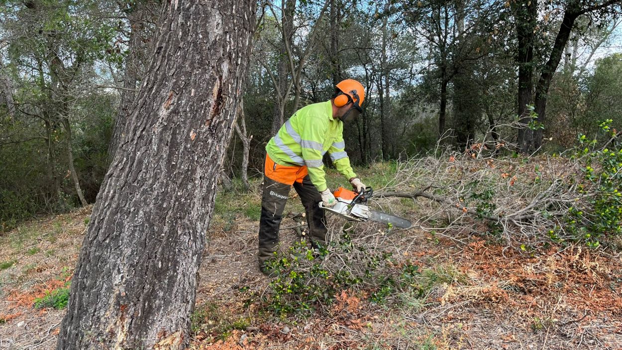Sant Cugat ja treballa en la protecci i neteja dels boscos de Collserola de cara a l'estiu