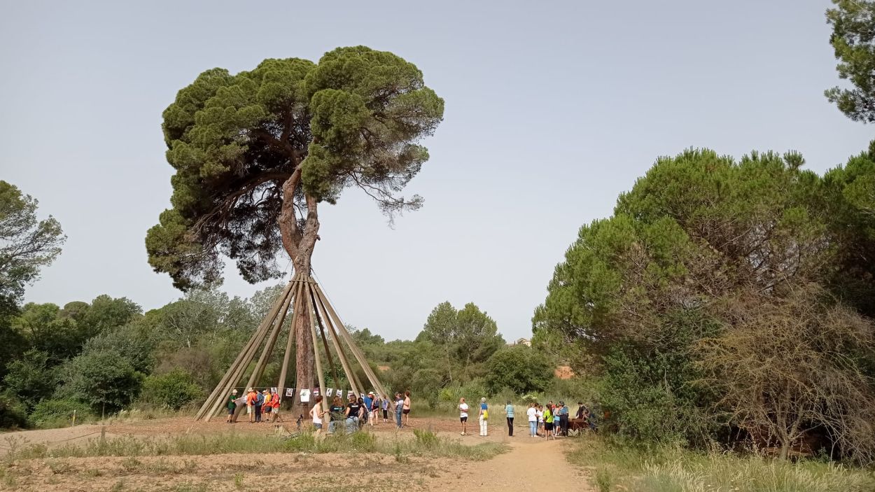 El Pi d'en Xandri durant la festa dels 250 anys / Foto: Cugat Mdia