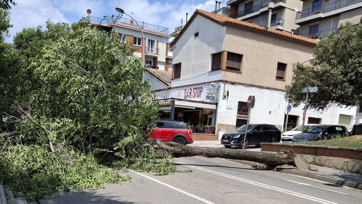 Un arbre caigut talla l'avinguda de Rius i Taulet durant unes hores matinals