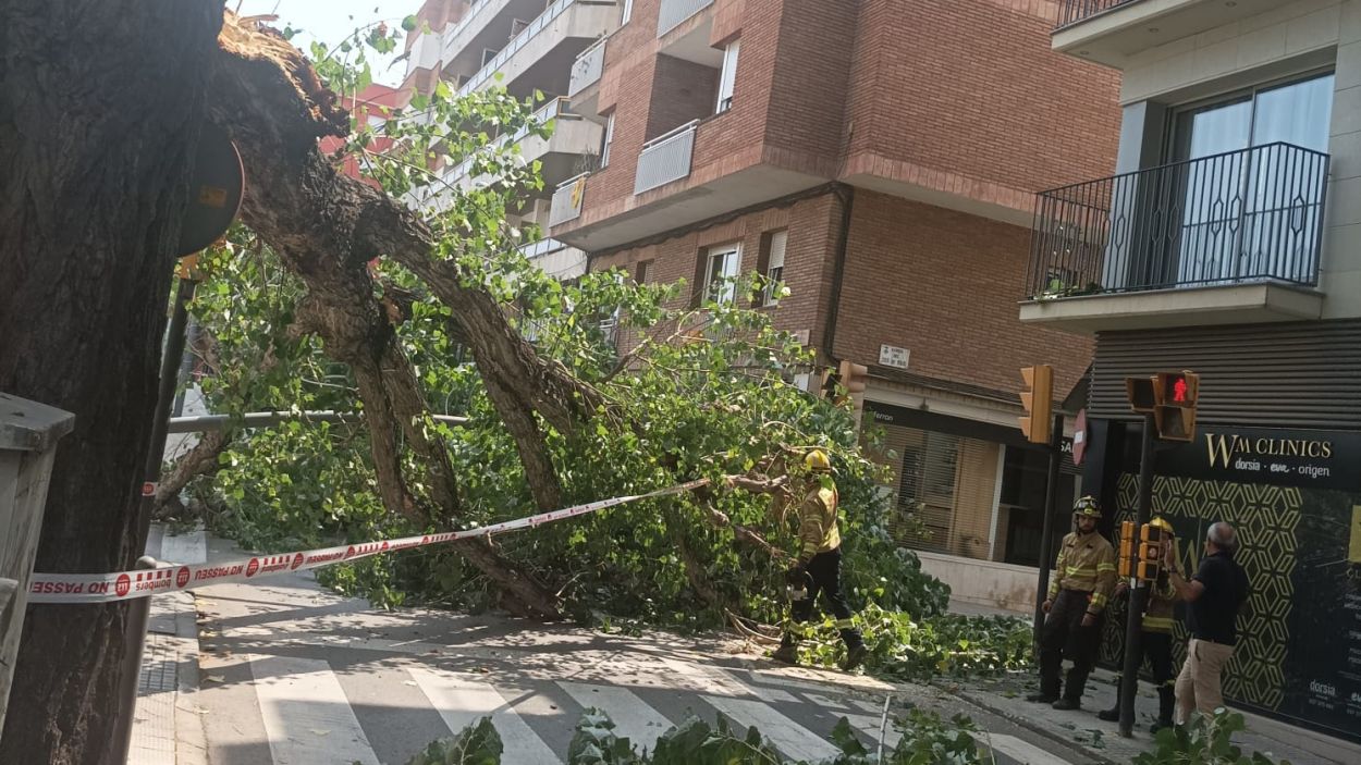 Branca de l'arbre caigut al carrer Frances Moragas / Foto: Cugat Mdia