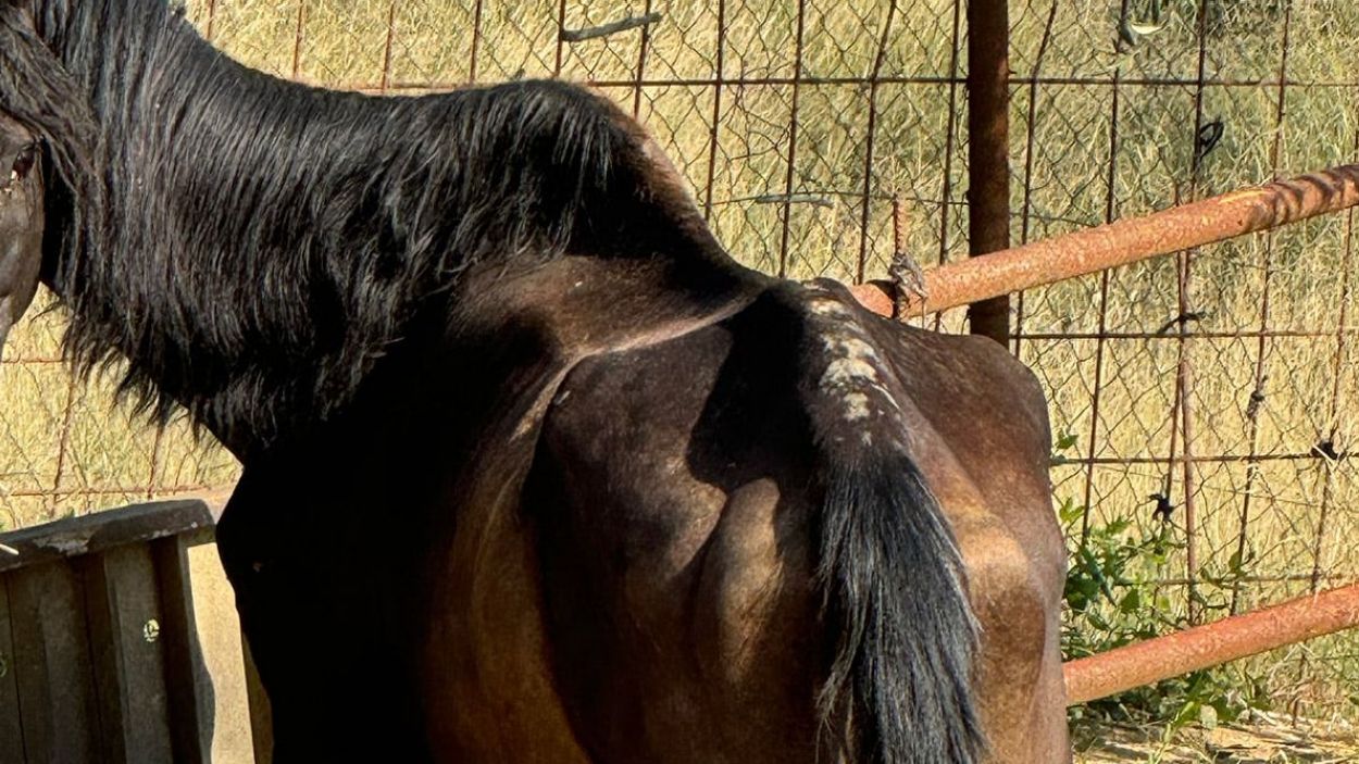 La PAS assegura que el cavall no pateix un problema provocat per un clic intestinal / Foto: PAS