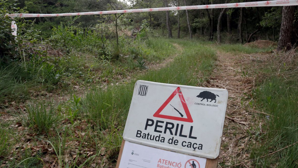 Cartell indicatiu d'una batuda de caa a Collserola / Foto: ACN