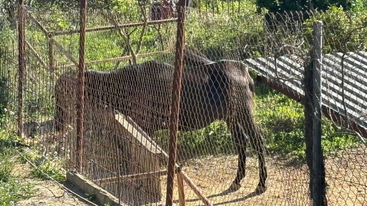 El cavall, a la finca on viu / Foto: Cugat Mdia