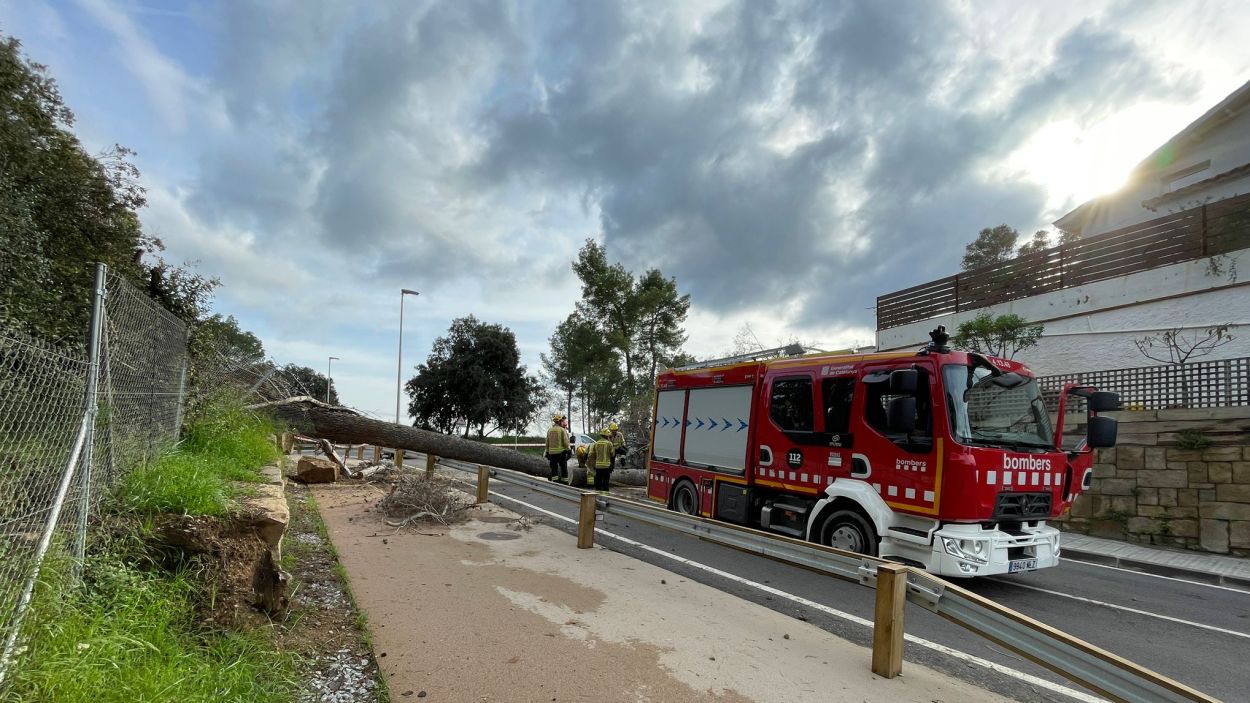 Arbre caigut a la carretera de Vallvidrera