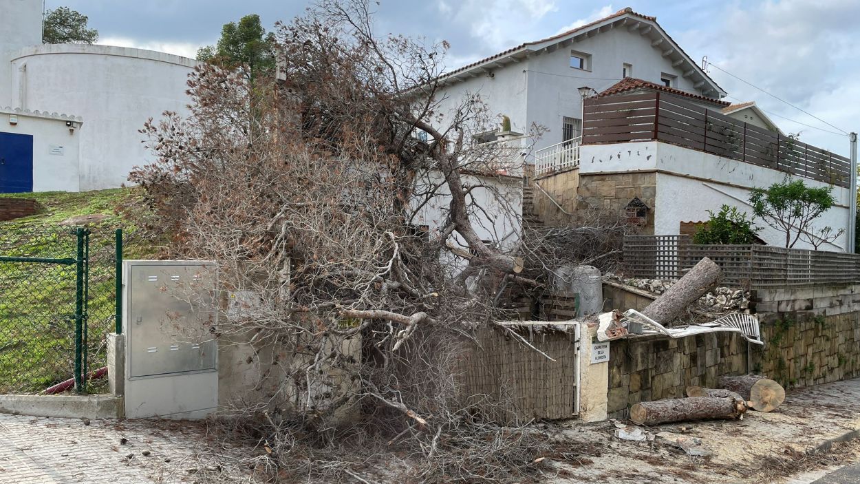 Afectacions a una casa per la caiguda d'un arbre