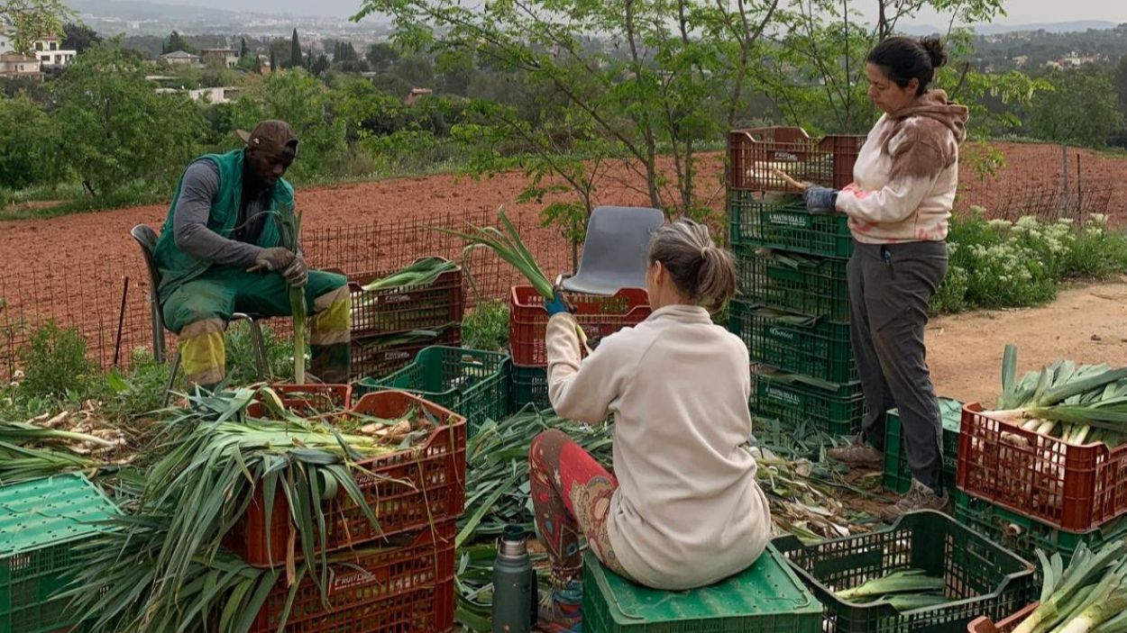 Productors de DeCollserola treballant a l'hort / Foto: Cedida