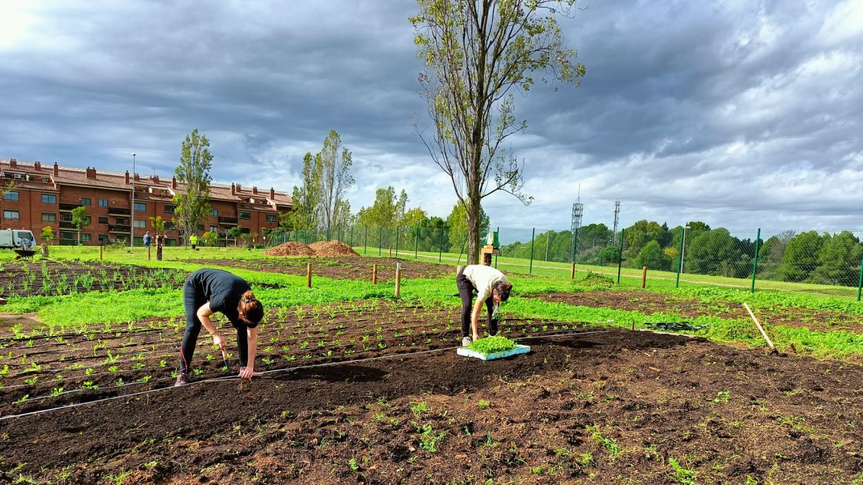 Dues hortolanes plantant les primeres bledes a l'Horta Temerria / Foto: Cedida per la comissi de l'Horta Temerria