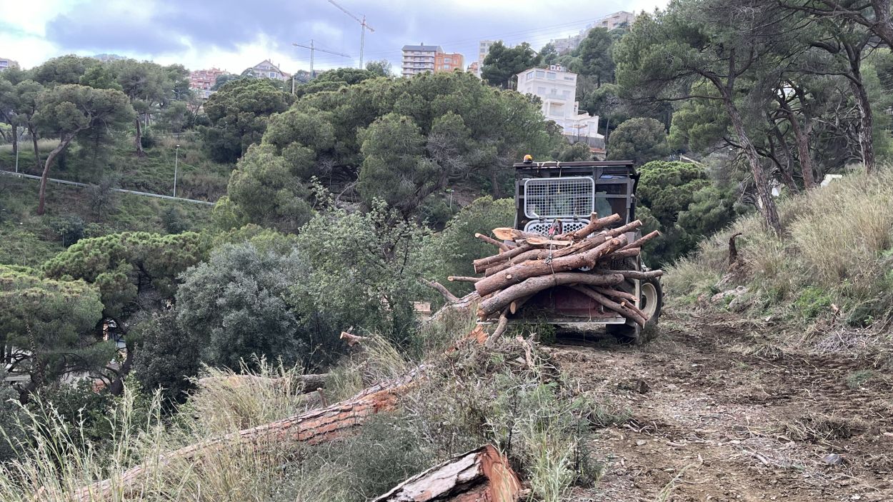 Imatge dels treballs per retirar els arbres / Foto: Cedida a l'ACN pel Consorci del Parc Natural de Collserola