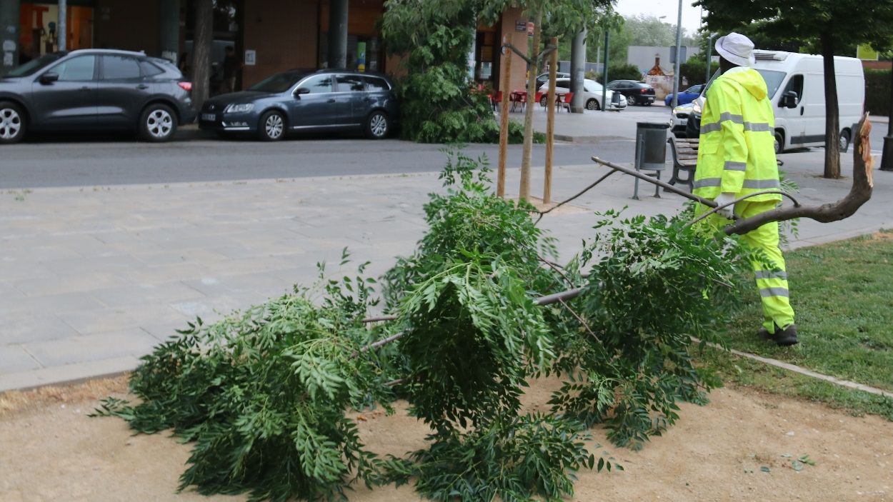 Un dels efectes d'una ventada forta s la caiguda de branques i arbres a la via pblica / Foto: ACN (Salvador Miret)