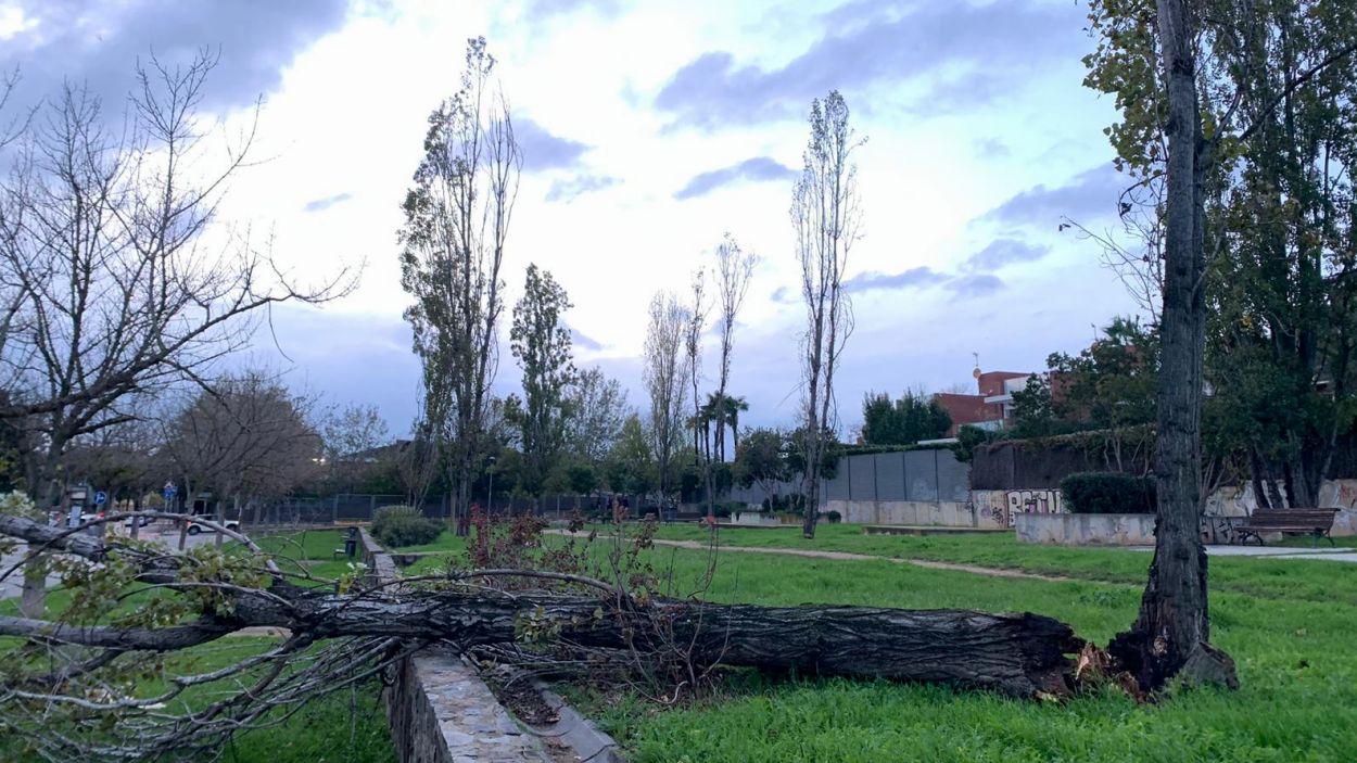 Un arbre caigut al cam de Sant Cugat al Papiol  / Foto: Cedida