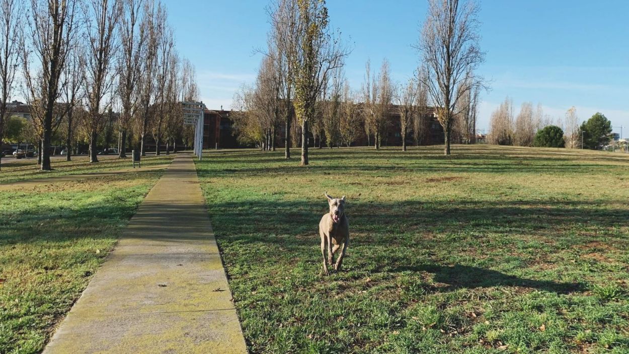 Gos passejant a la zona del parc de la creu del terme de Coll Fav / Foto: Cedida