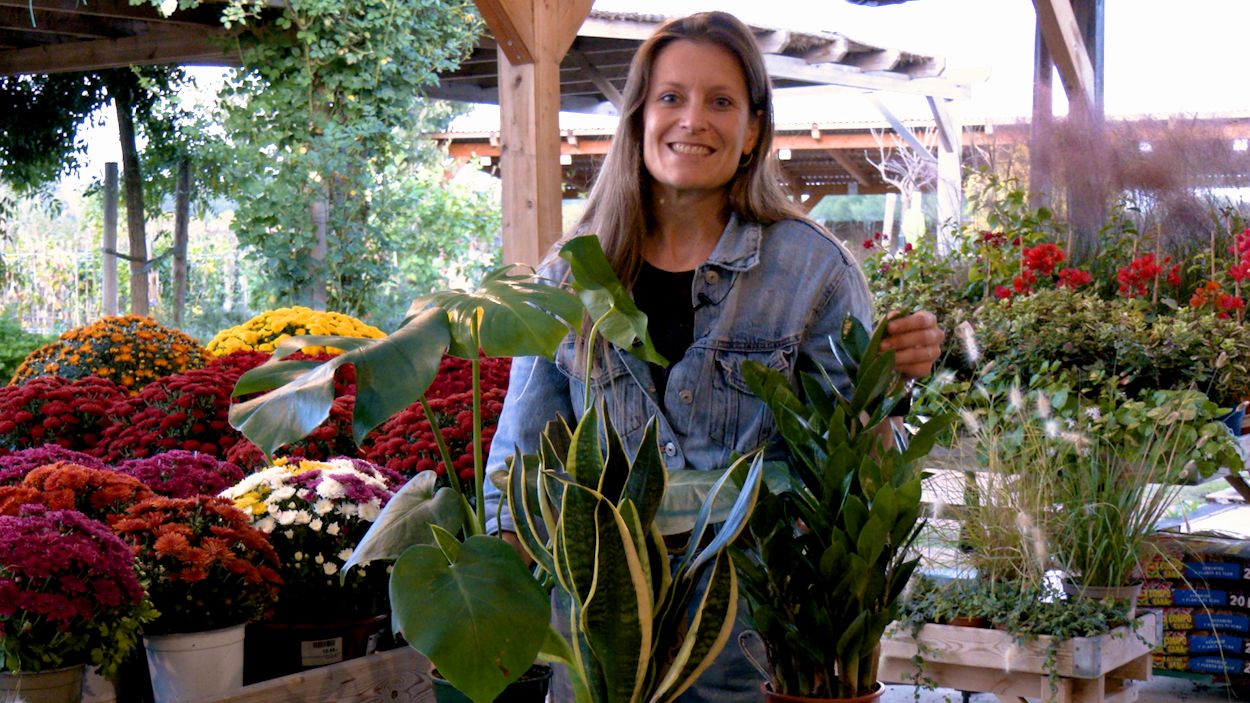 La monstera, la sanseviria i la zamioculca sn les tres plantes que recomana Olga Garcia / Foto: Cugat Mdia