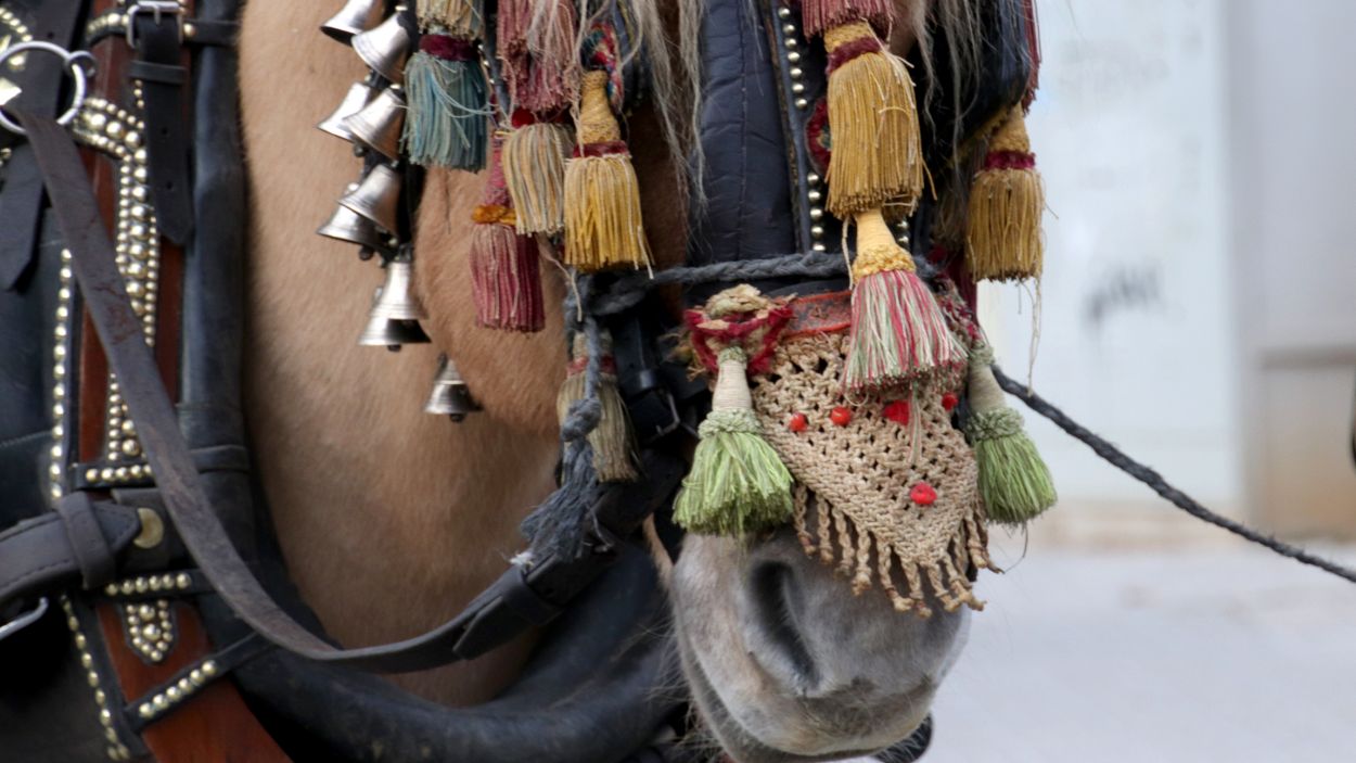 Un dels cavalls participants en els Tres Tombs d'aquest diumenge / Foto: Plataforma Animalista Sant Cugat