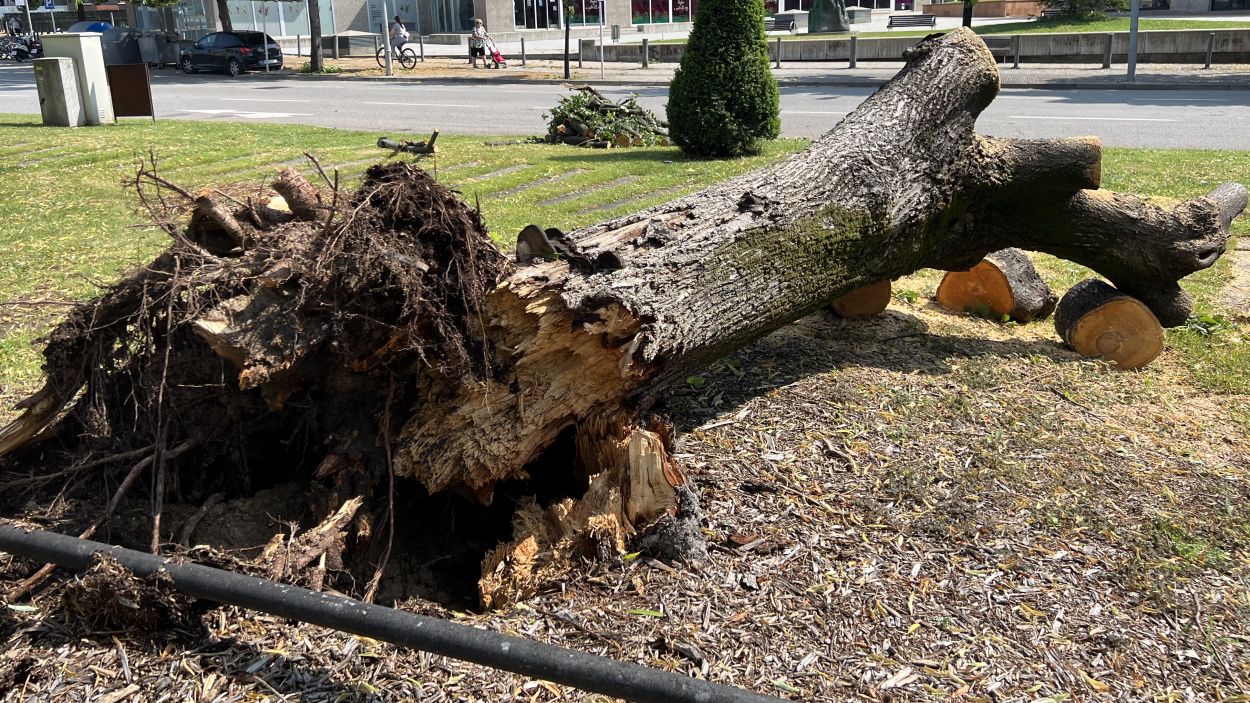 Imatge d'arxiu d'un arbre caigut, una de les conseqncies ms comunes durant els episodis de forts vents / Foto: ACN (Laura Busquets)