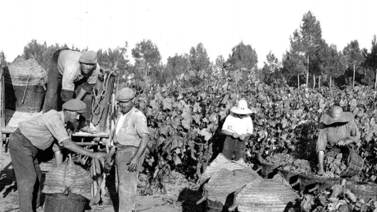 Moment de la verema en unes vinyes a Sant Cugat / Foto: Exposici 'Sant Cugat, vinyes i blat'