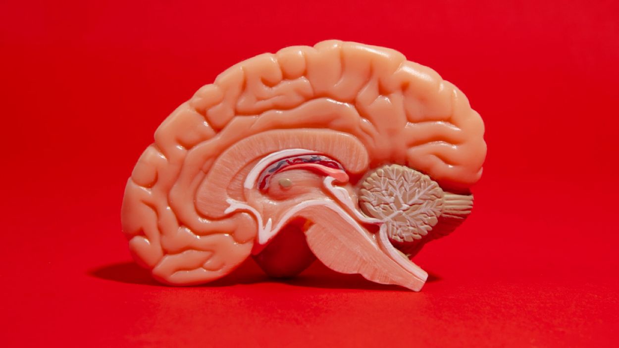 La neurocincia confirma que el sexe enforteix el vincle de parella i la salut general