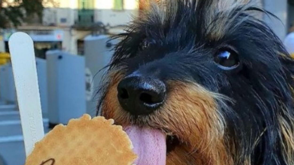 Els gelats especials aterren a la ciutat per celebrar el Dia Internacional del Gos / Foto: Cedida