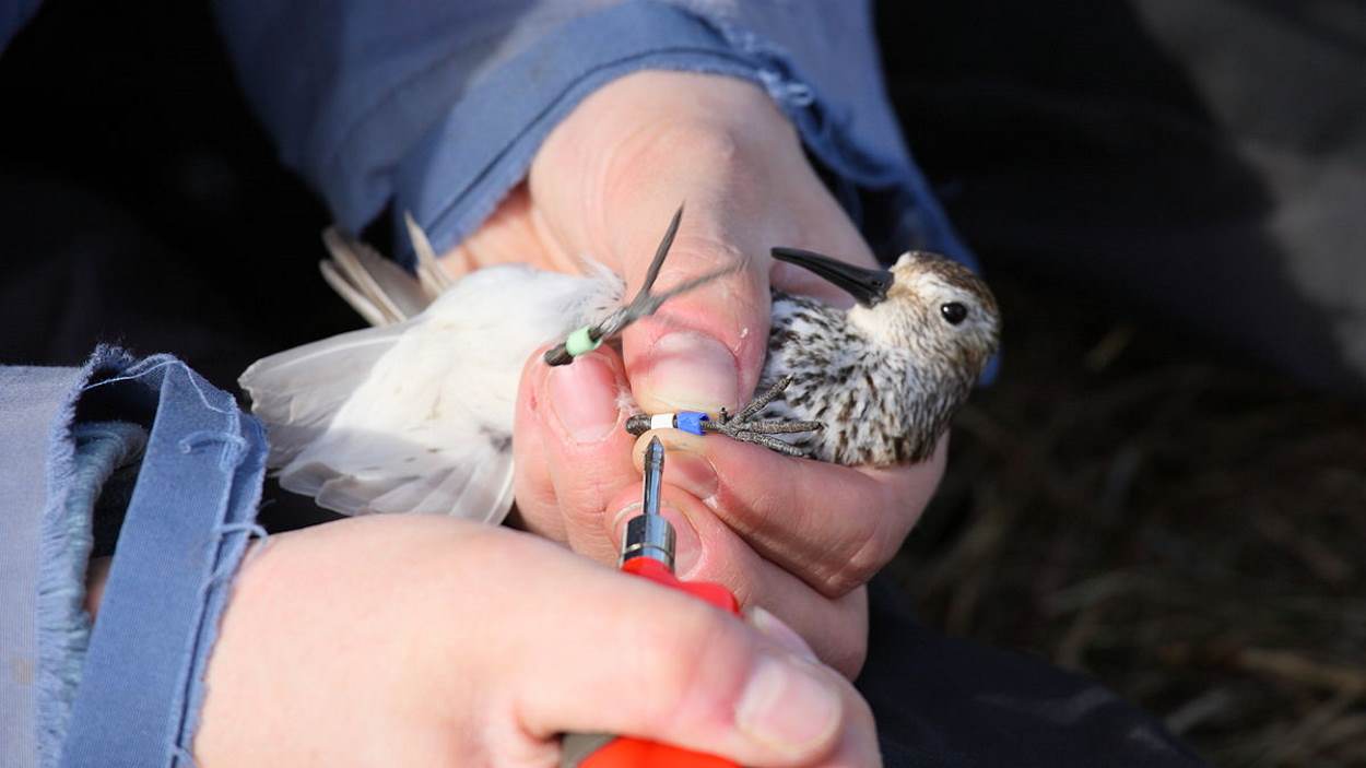 Xerrada: 'Introducció a l'ornitologia i conèixer els ocells del nostre entorn'