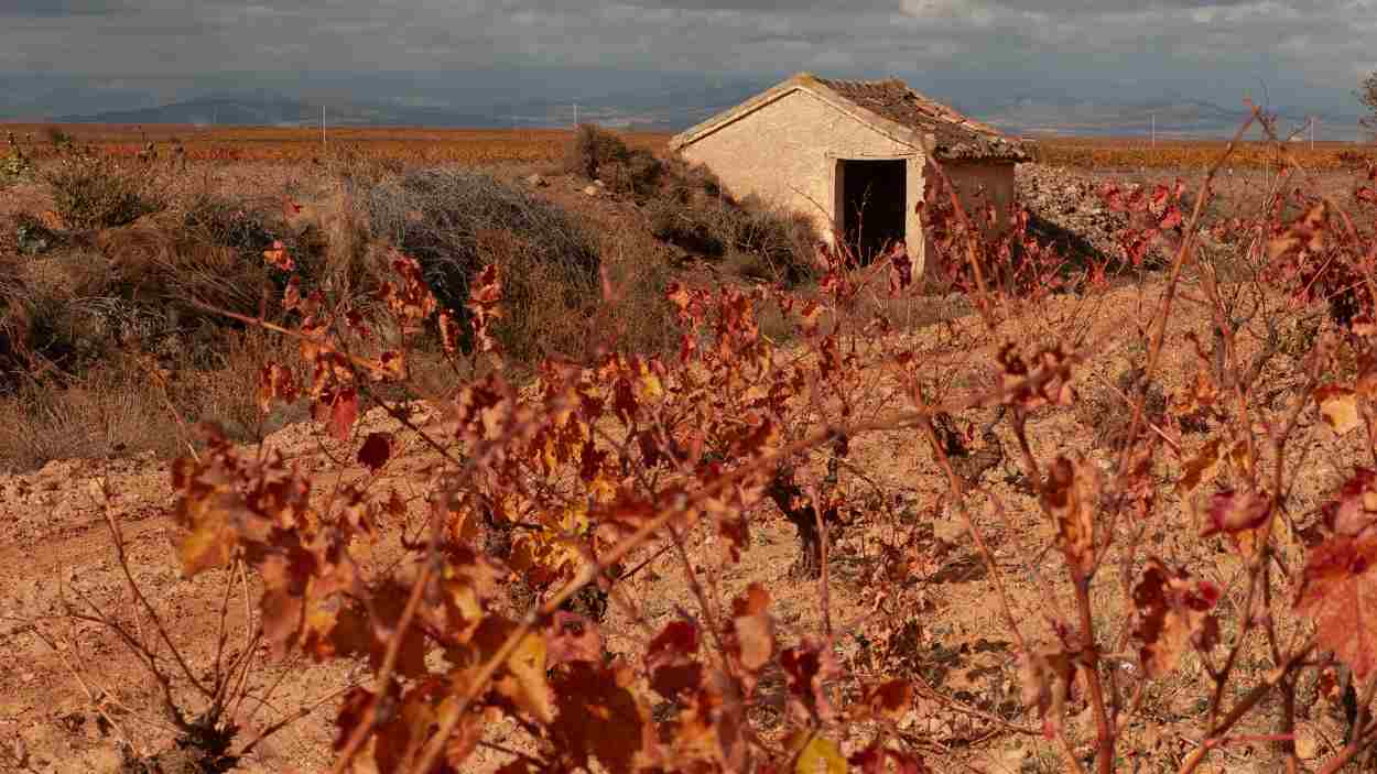 Exposici: 'Vinyes de Carinyena a la tardor', de Javier Salvans