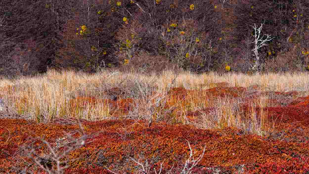 Exposici: 'La Patagnia', de Jordi Carreras