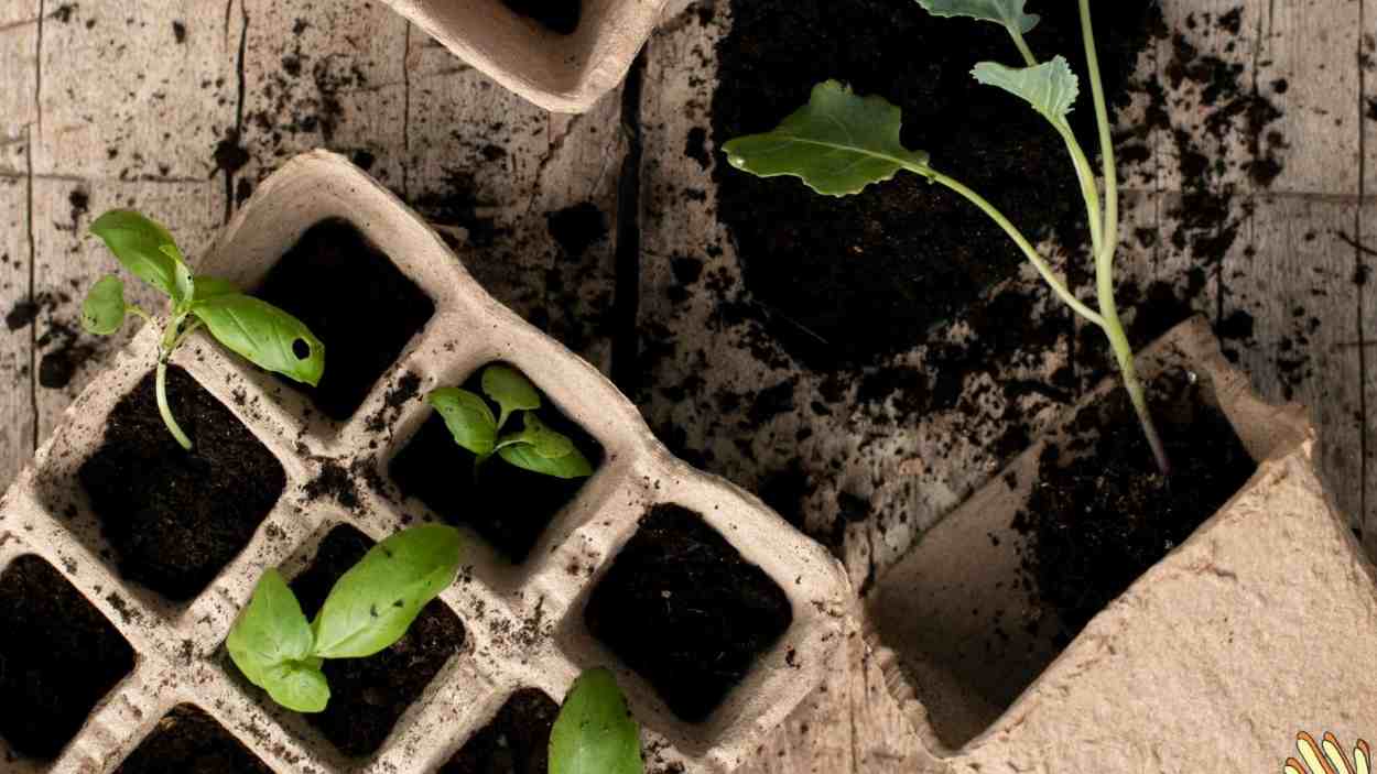 ANULLAT! Taller de planter de primavera al Mercat de 2a m