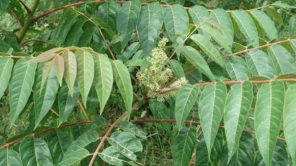 Aspecte de l'ailant (Ailanthus altissima)